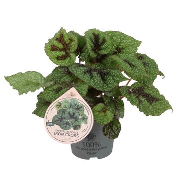 Begonia masoniana 'Iron Cross'