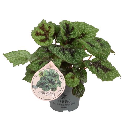 Begonia masoniana 'Iron Cross'
