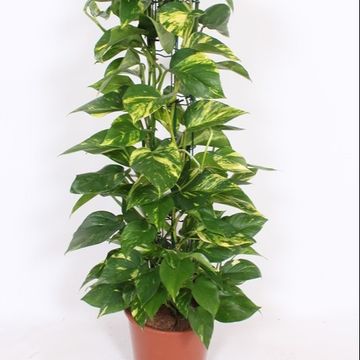 Epipremnum aureum