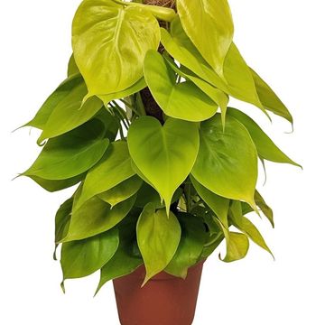 Philodendron scandens 'Neon'