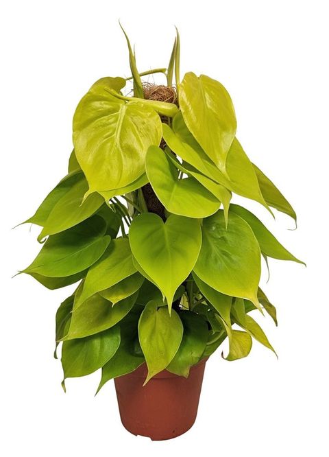 Philodendron scandens 'Neon'