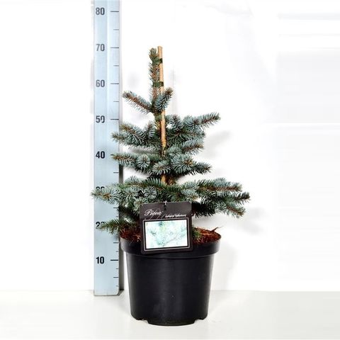 Picea pungens 'Ольденбург'