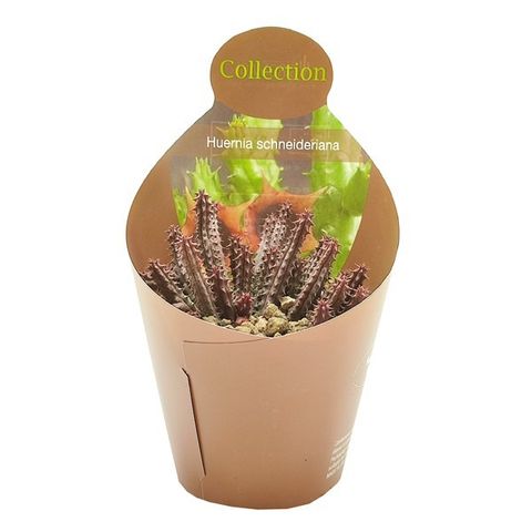 Huernia schneideriana