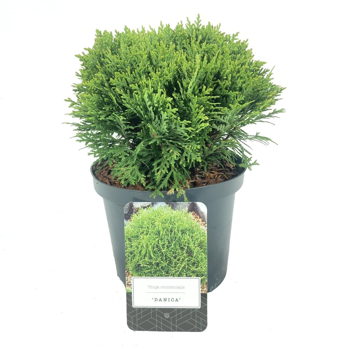 Thuja occidentalis 'Danica' — Plant Wholesale FlorAccess