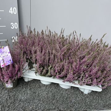 Calluna vulgaris GARDEN GIRLS HERBSTLAVENDEL MIX