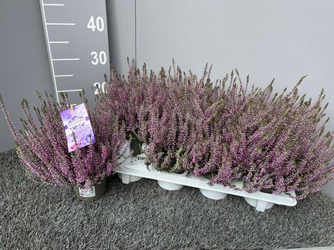 Calluna vulgaris GARDEN GIRLS HERBSTLAVENDEL MIX