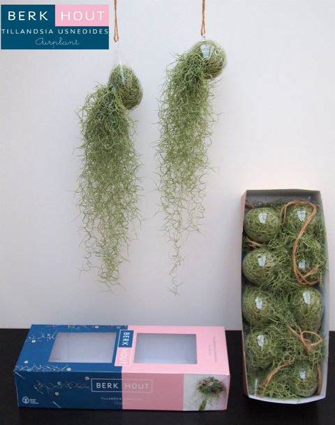 Tillandsia usneoides