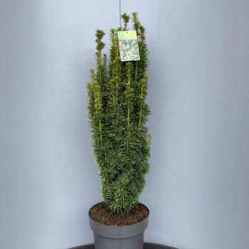 Taxus baccata 'David'