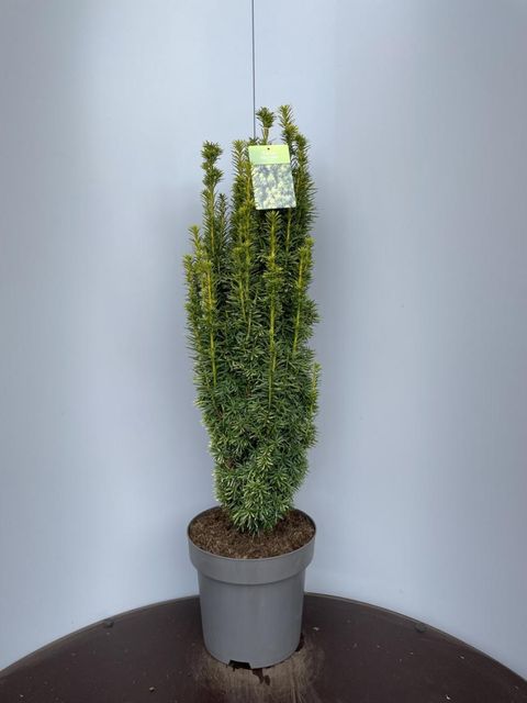 Taxus baccata 'David'