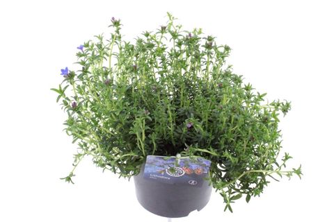 Lithodora diffusa 'Grace Ward'