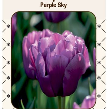 Tulipa 'Purple Sky'