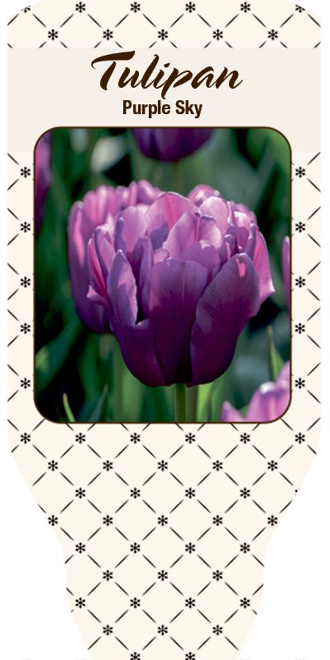 Tulipa 'Purple Sky'