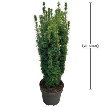 Taxus baccata 'David'
