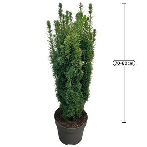 Taxus baccata 'David'