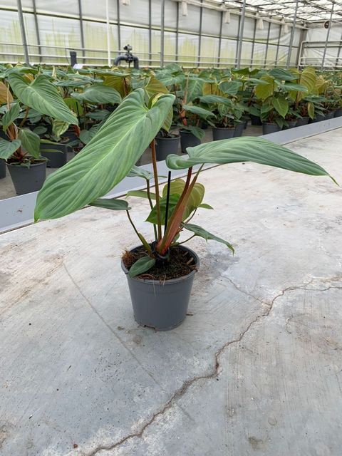 Philodendron nangaritense 'Fuzzy Petiole'