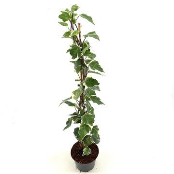 Hedera algeriensis 'Gloire de Marengo'