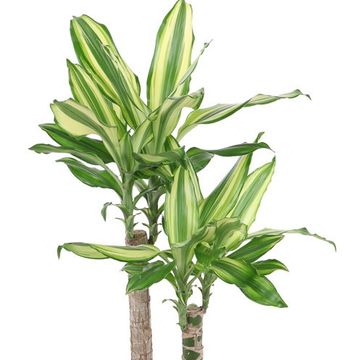 Dracaena fragrans 'Diamond Dream'