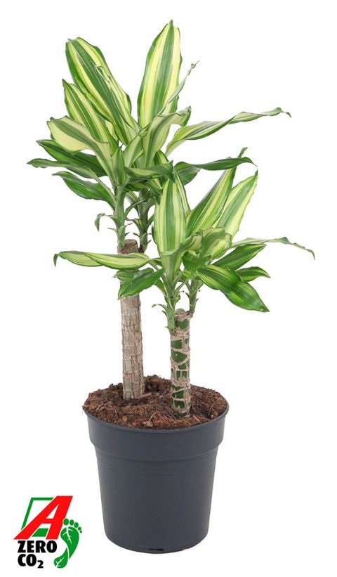 Dracaena fragrans 'Diamond Dream'