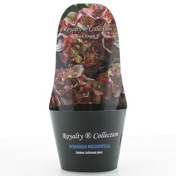 Hydrangea macrophylla ROYALTY COLLECTION BLACK KNIGHT