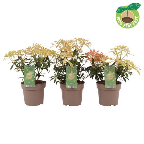 Pieris 'Forest Flame'