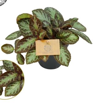 Episcia cupreata 'Zebra'