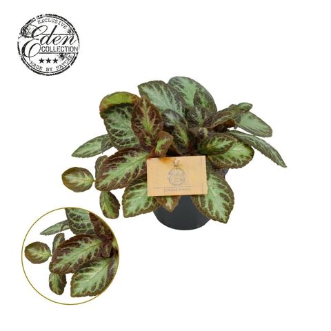 Episcia cupreata 'Zebra'