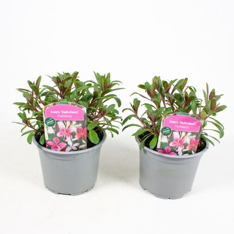 Gaura lindheimeri 'Rosea'