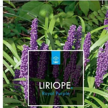 Liriope muscari 'Royal Purple'