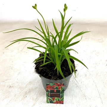 Hemerocallis 'Sammy Russell'