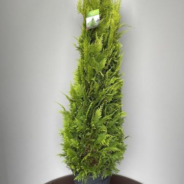 Chamaecyparis lawsoniana 'Yvonne'