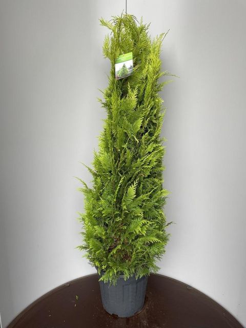 Chamaecyparis lawsoniana 'Yvonne'