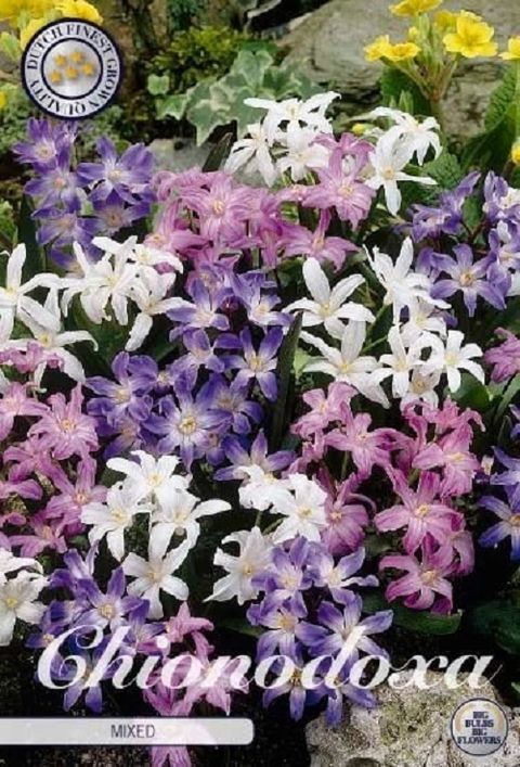 Chionodoxa MIX