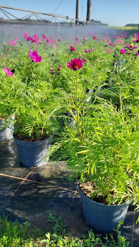 Cosmos bipinnatus MIX