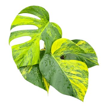 Monstera deliciosa 'Variegata Aurea'