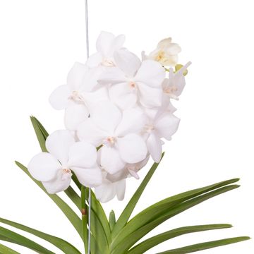 Vanda DIAMOND WHITE