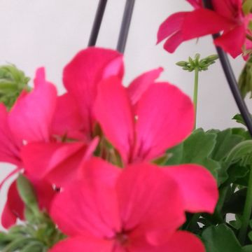 Pelargonium MARCADA MAGENTA
