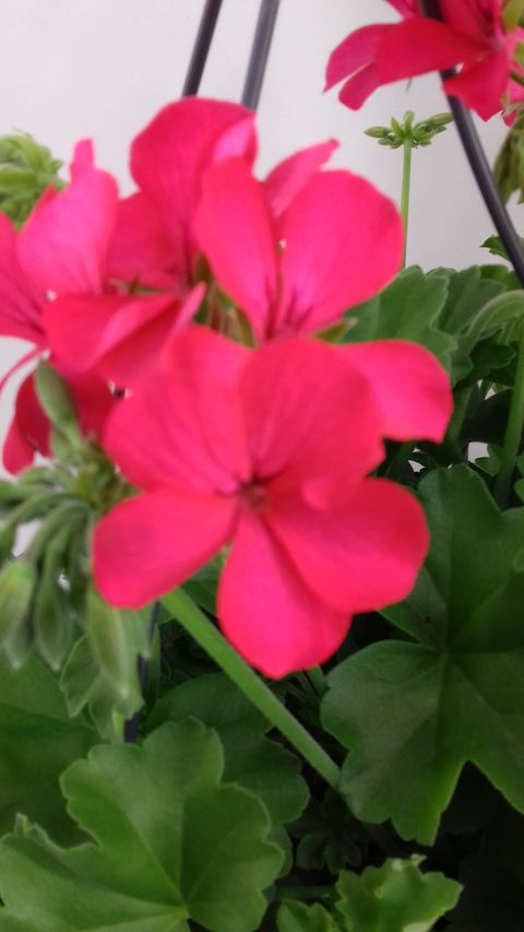 Pelargonium MARCADA MAGENTA