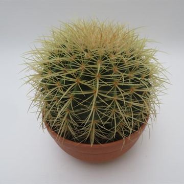 Echinocactus grusonii