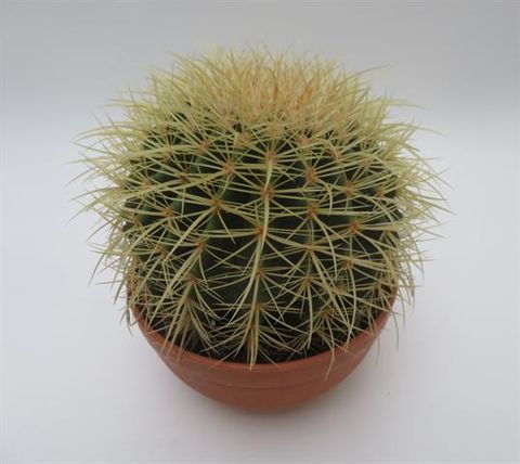 Echinocactus grusonii
