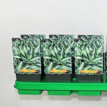 Hosta 'Снейк Айз'