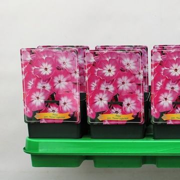 Phlox LIGHT PINK FLAME