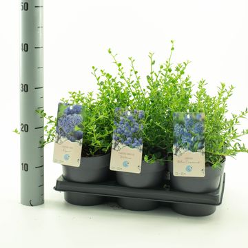 Ceanothus MIX