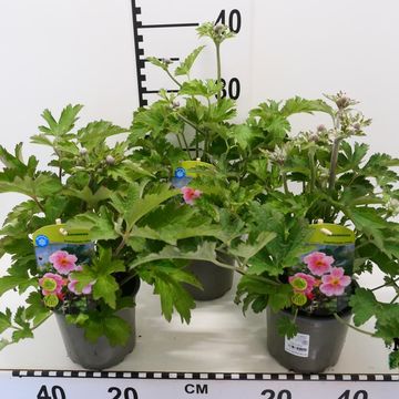 Anemone hupehensis MIX