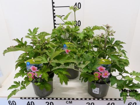 Anemone hupehensis MIX