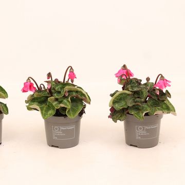 Cyclamen persicum SUPER SERIE PETTICOAT NEON PINK