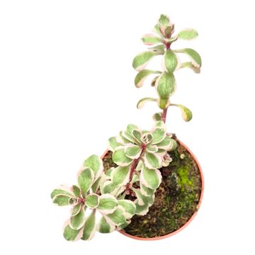 Sedum spurium 'Variegatum'