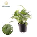 Epipremnum pinnatum 'Cebu Blue'