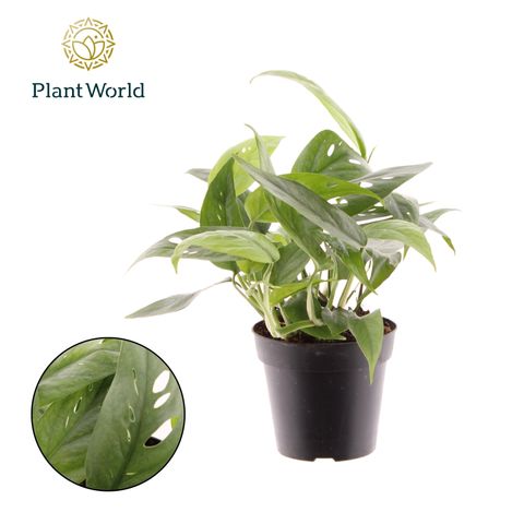 Epipremnum pinnatum 'Cebu Blue'