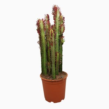 Euphorbia trigona 'Rubra'