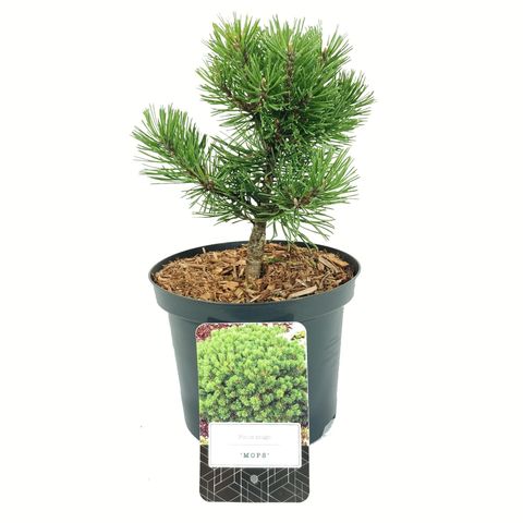 Pinus mugo 'Mops'